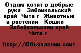 Отдам котят в добрые руки - Забайкальский край, Чита г. Животные и растения » Кошки   . Забайкальский край,Чита г.